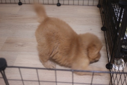 ゴールデンレトリバーの子犬（ID:1243411146）の4枚目の写真/更新日:2022-03-09