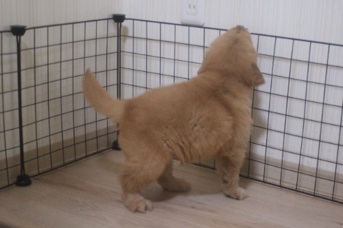 ゴールデンレトリバーの子犬（ID:1243411146）の6枚目の写真/更新日:2022-03-09
