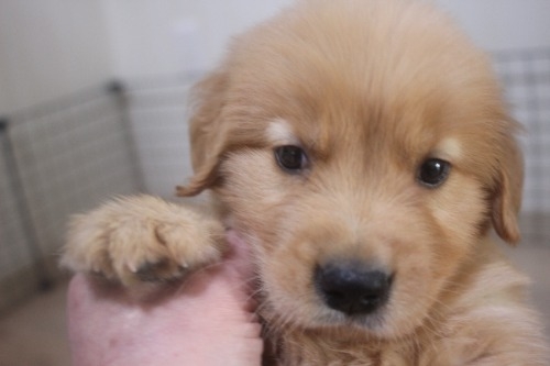 ゴールデンレトリバーの子犬（ID:1243411146）の7枚目の写真/更新日:2022-03-09
