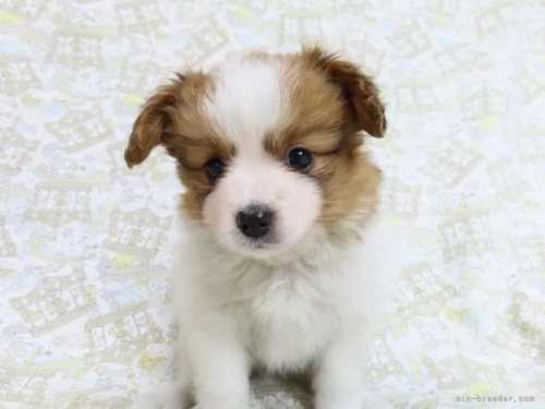 パピヨンの子犬（ID:1244711640）の4枚目の写真/更新日:2022-05-23