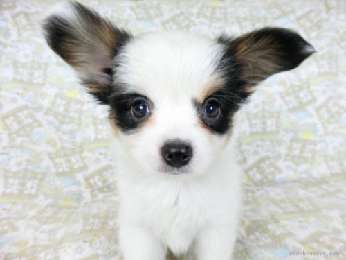 パピヨンの子犬（ID:1244711689）の4枚目の写真/更新日:2022-09-25