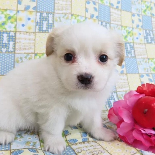 パピヨンの子犬（ID:1244711707）の1枚目の写真/更新日:2022-05-23