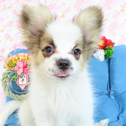 パピヨンの子犬（ID:1244711731）の1枚目の写真/更新日:2022-04-27