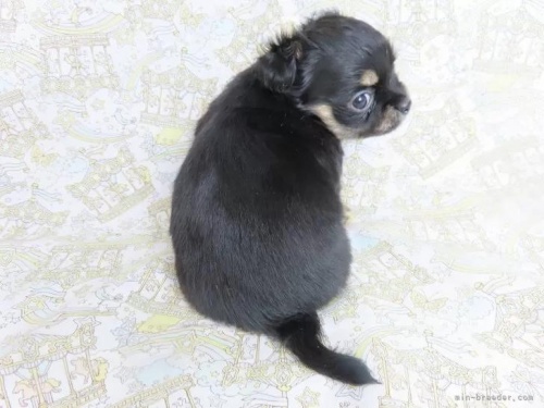 チワワ（ロング）の子犬（ID:1244711754）の5枚目の写真/更新日:2023-11-18