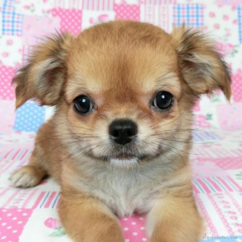 チワワ（ロング）の子犬（ID:1244711783）の1枚目の写真/更新日:2022-06-26