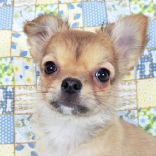 チワワ（ロング）の子犬（ID:1244711790）の1枚目の写真/更新日:2022-12-30