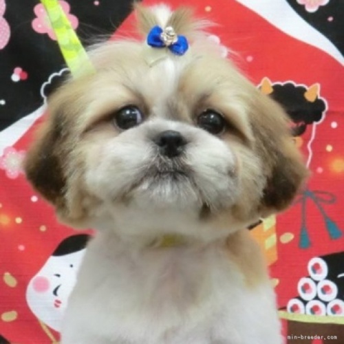 シーズーの子犬（ID:1245211074）の1枚目の写真/更新日:2022-12-30