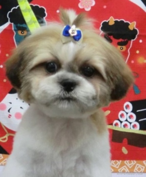 シーズーの子犬（ID:1245211074）の2枚目の写真/更新日:2022-12-30