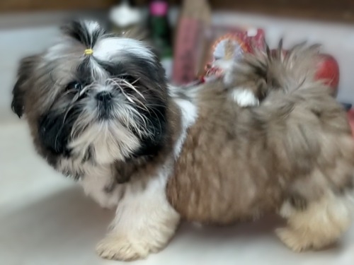 �V�[�Y�[�̎q���iID:1245211076�j��7���ڂ̎ʐ^/�X�V��:2026-02-01