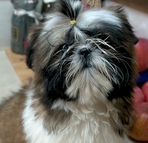 �V�[�Y�[�̎q���iID:1245211076�j��8���ڂ̎ʐ^/�X�V��:2026-02-01