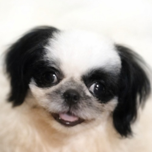 シーズーの子犬(ID:1245211087)の8枚目の写真/更新日:2026-07-18
