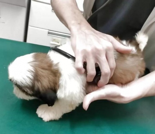シーズーの子犬(ID:1245211095)の6枚目の写真/更新日:2025-06-19