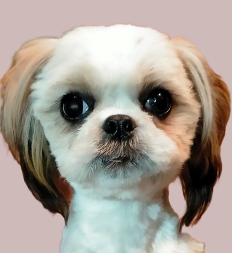 �V�[�Y�[�̎q���iID:1245211099�j��6���ڂ̎ʐ^/�X�V��:2026-01-20