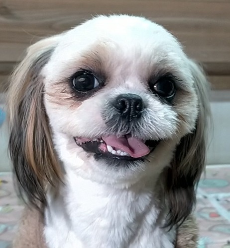 �V�[�Y�[�̎q���iID:1245211099�j��7���ڂ̎ʐ^/�X�V��:2026-01-20