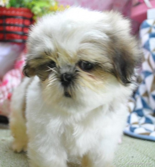 シーズーの子犬（ID:1245211100）の3枚目の写真/更新日:2022-05-27
