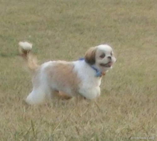 シーズーの子犬（ID:1245211107）の3枚目の写真/更新日:2022-08-25