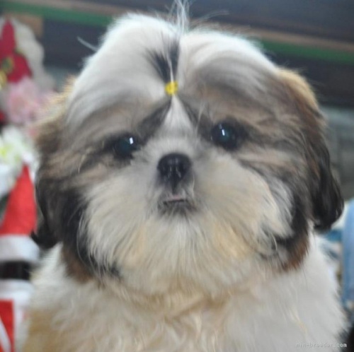 シーズーの子犬（ID:1245211119）の1枚目の写真/更新日:2022-12-30