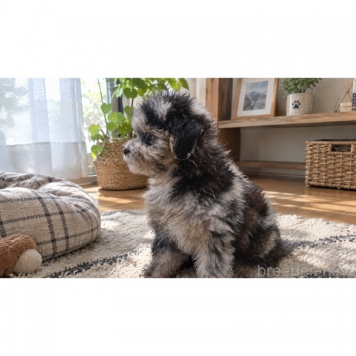 �~�b�N�X�̎q���iID:1246111085�j��3���ڂ̎ʐ^/�X�V��:2026-10-09