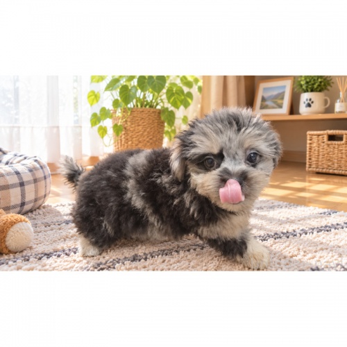 �~�b�N�X�̎q���iID:1246111087�j��3���ڂ̎ʐ^/�X�V��:2026-10-09