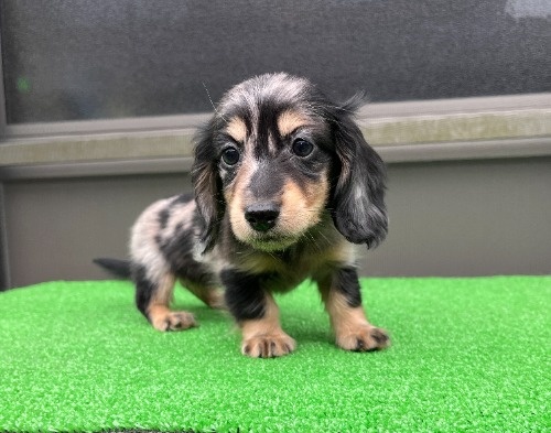 �J�j���w���_�b�N�X�t���h�i�����O�j�̎q���iID:1246311095�j��1���ڂ̎ʐ^/�X�V��:2026-04-27