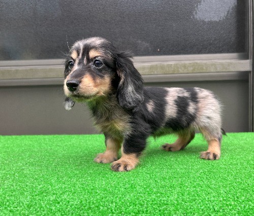 �J�j���w���_�b�N�X�t���h�i�����O�j�̎q���iID:1246311095�j��2���ڂ̎ʐ^/�X�V��:2026-04-27