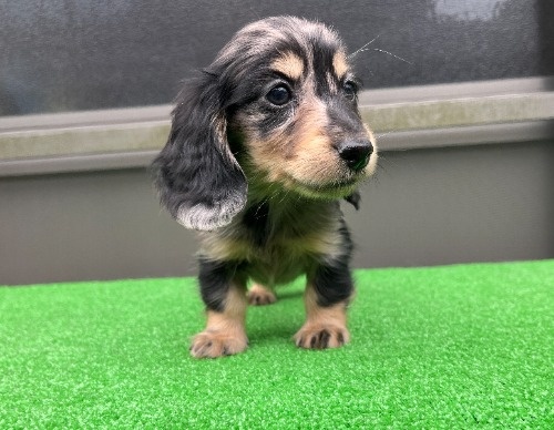 �J�j���w���_�b�N�X�t���h�i�����O�j�̎q���iID:1246311095�j��3���ڂ̎ʐ^/�X�V��:2026-04-27