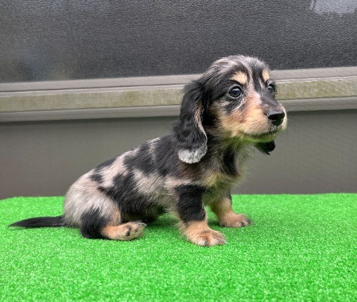 �J�j���w���_�b�N�X�t���h�i�����O�j�̎q���iID:1246311095�j��4���ڂ̎ʐ^/�X�V��:2026-04-27