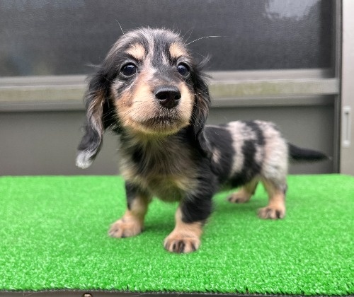 �J�j���w���_�b�N�X�t���h�i�����O�j�̎q���iID:1246311095�j��5���ڂ̎ʐ^/�X�V��:2026-04-27