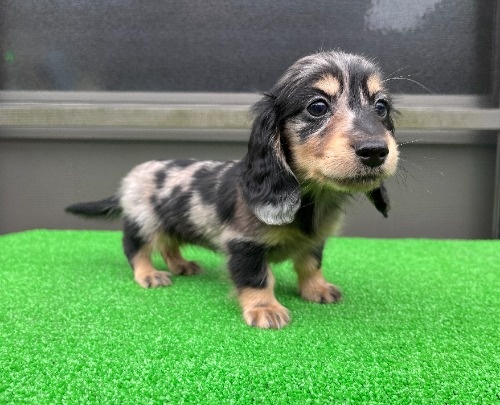 �J�j���w���_�b�N�X�t���h�i�����O�j�̎q���iID:1246311095�j��6���ڂ̎ʐ^/�X�V��:2026-04-27