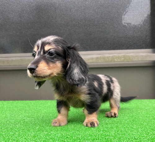 �J�j���w���_�b�N�X�t���h�i�����O�j�̎q���iID:1246311095�j��7���ڂ̎ʐ^/�X�V��:2026-04-27