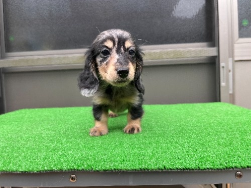 �J�j���w���_�b�N�X�t���h�i�����O�j�̎q���iID:1246311095�j��8���ڂ̎ʐ^/�X�V��:2026-04-27