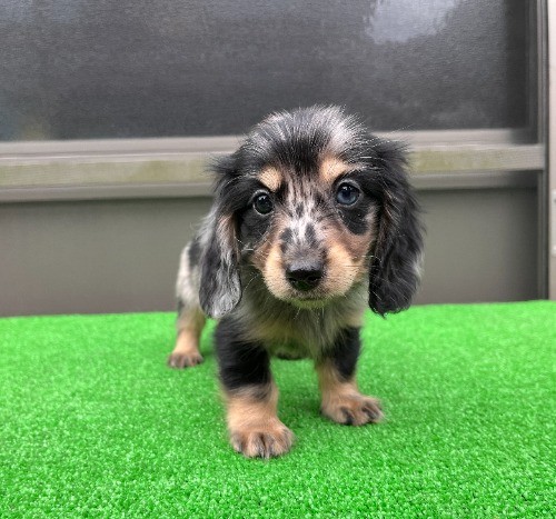 �J�j���w���_�b�N�X�t���h�i�����O�j�̎q���iID:1246311096�j��1���ڂ̎ʐ^/�X�V��:2026-04-27