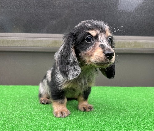 �J�j���w���_�b�N�X�t���h�i�����O�j�̎q���iID:1246311096�j��2���ڂ̎ʐ^/�X�V��:2026-04-27