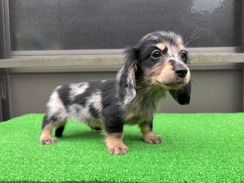 �J�j���w���_�b�N�X�t���h�i�����O�j�̎q���iID:1246311096�j��3���ڂ̎ʐ^/�X�V��:2026-04-27