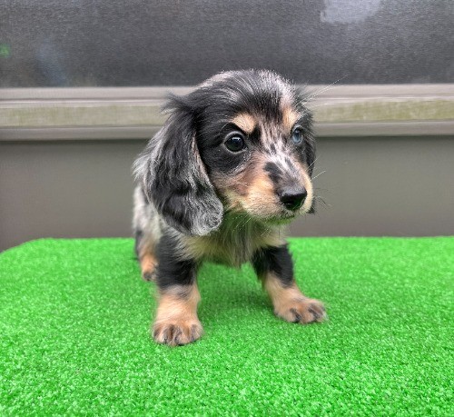 �J�j���w���_�b�N�X�t���h�i�����O�j�̎q���iID:1246311096�j��4���ڂ̎ʐ^/�X�V��:2026-04-27