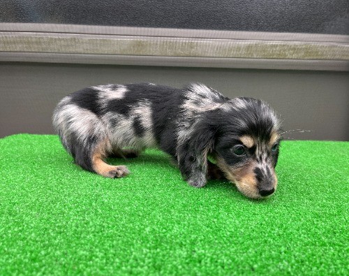 �J�j���w���_�b�N�X�t���h�i�����O�j�̎q���iID:1246311096�j��5���ڂ̎ʐ^/�X�V��:2026-04-27