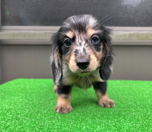 �J�j���w���_�b�N�X�t���h�i�����O�j�̎q���iID:1246311096�j��6���ڂ̎ʐ^/�X�V��:2026-04-27