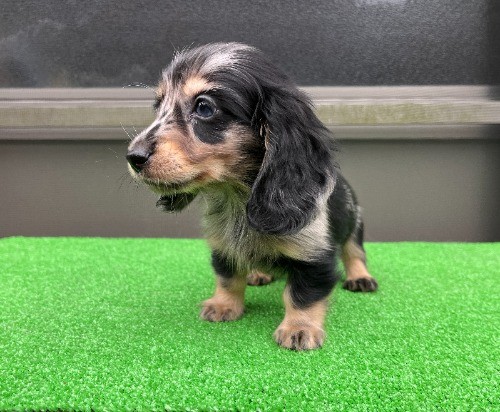 �J�j���w���_�b�N�X�t���h�i�����O�j�̎q���iID:1246311096�j��7���ڂ̎ʐ^/�X�V��:2026-04-27