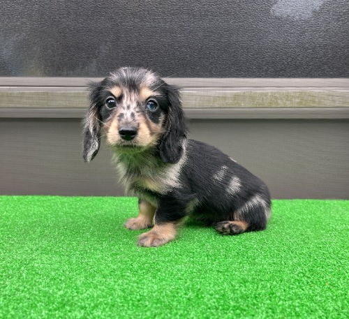 �J�j���w���_�b�N�X�t���h�i�����O�j�̎q���iID:1246311096�j��8���ڂ̎ʐ^/�X�V��:2026-04-27