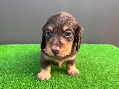 カニンヘンダックスフンド(ロング)の子犬(ID:1246311097)の1枚目の写真/更新日:2026-05-18