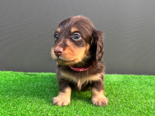 カニンヘンダックスフンド(ロング)の子犬(ID:1246311097)の2枚目の写真/更新日:2026-05-18