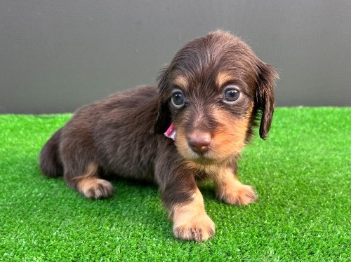 カニンヘンダックスフンド(ロング)の子犬(ID:1246311097)の3枚目の写真/更新日:2026-05-18