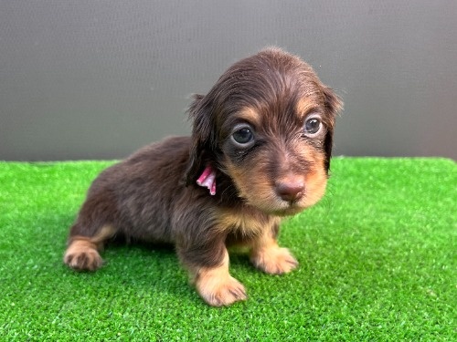カニンヘンダックスフンド(ロング)の子犬(ID:1246311097)の4枚目の写真/更新日:2026-05-18