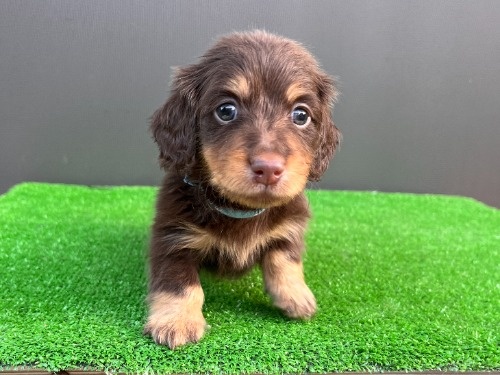 �J�j���w���_�b�N�X�t���h�i�����O�j�̎q���iID:1246311098�j��1���ڂ̎ʐ^/�X�V��:2026-05-18