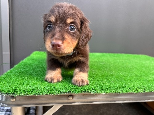 �J�j���w���_�b�N�X�t���h�i�����O�j�̎q���iID:1246311098�j��2���ڂ̎ʐ^/�X�V��:2026-05-18