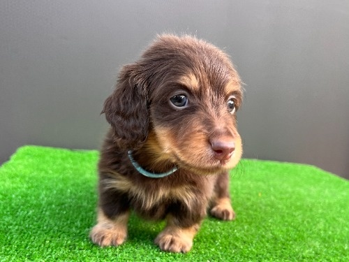 �J�j���w���_�b�N�X�t���h�i�����O�j�̎q���iID:1246311098�j��3���ڂ̎ʐ^/�X�V��:2026-05-18