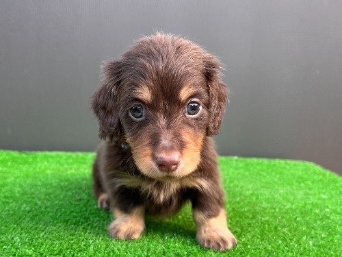 �J�j���w���_�b�N�X�t���h�i�����O�j�̎q���iID:1246311098�j��4���ڂ̎ʐ^/�X�V��:2026-05-18