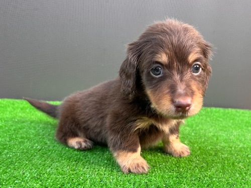 �J�j���w���_�b�N�X�t���h�i�����O�j�̎q���iID:1246311098�j��5���ڂ̎ʐ^/�X�V��:2026-05-18