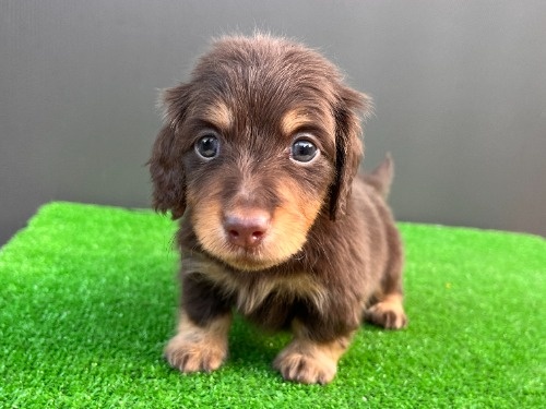 �J�j���w���_�b�N�X�t���h�i�����O�j�̎q���iID:1246311098�j��6���ڂ̎ʐ^/�X�V��:2026-05-18