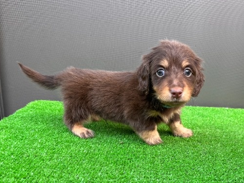 �J�j���w���_�b�N�X�t���h�i�����O�j�̎q���iID:1246311098�j��7���ڂ̎ʐ^/�X�V��:2026-05-18